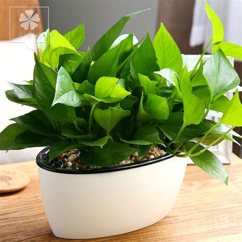 室內植物盆栽|室內植物盆栽打造美麗家居：7種觀葉植物推薦 